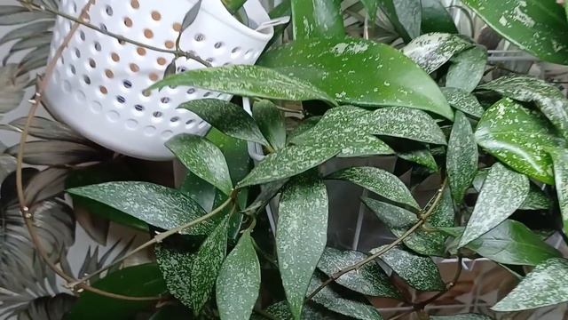 Аглаонемы хойи пеперомии Продолжение обзо?