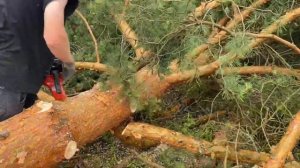 Раскряжёвка сучьков бензопилой GEOS 356