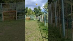 Тренировка Цвергшнауцера Фреда, 17.05.2025
