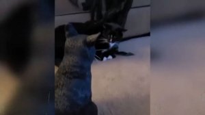 Безумные кошки / Орущие коты / Кот орет