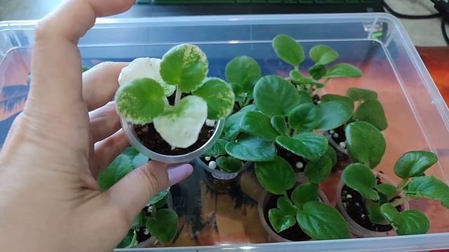 Секрет роста деток фиалки! Стимулируем развитие! смотреть онлайн