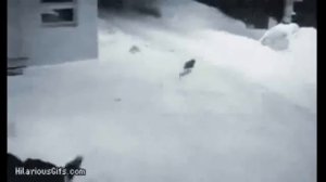 Короче говоря приколы( без звука )