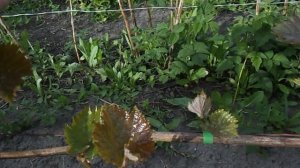 Виноград начал рост. 4 часть.