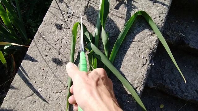 ТРАДЕСКАНЦИЯ САДОВАЯ - трогательная простушка.