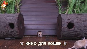 Видео для кошек про крысок развлекать питомцев 🐭🐀😂 (112)