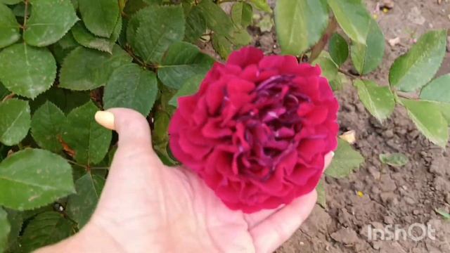 Топ-7 красных роз моего сада 🌹 смотреть онлайн