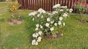 Роза Керос, Keros