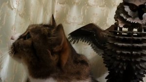 Кот отдыхает и меня учит. Сиди и чухай меня