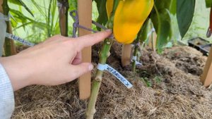 Вася Василёк сладкий перец