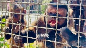 Вожак Румба ХОЧЕТ ФИНИКА СЕБЕ! Нужно видеть реакцию капуцинов на нашего малыша