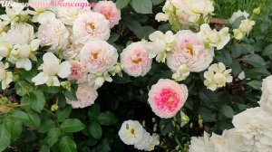 Роза Гуэрнси - ЖЕМЧУЖИНА сезона 2024