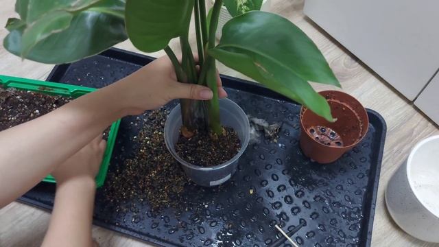 Экспресс пересадка. Стрелиция. 21.06.24. смотреть онлайн