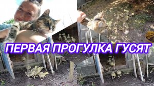ПЕРВАЯ ПРОГУЛКА ГУСЯТ