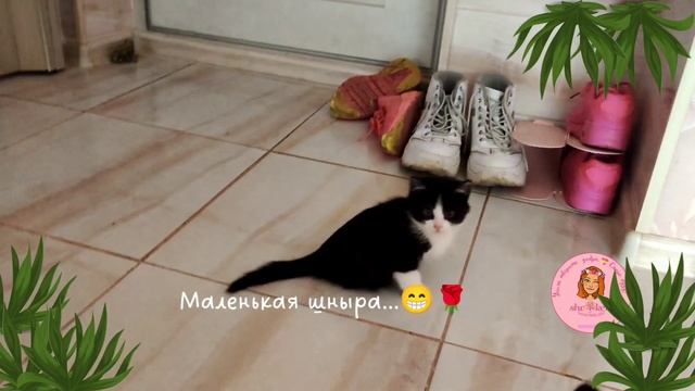 🔥 Когда котёнок Тедди первый раз увидел шнурки 👀😁 смотреть онлайн