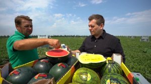 Поможет ли нитрат-тестер в выборе арбузов?