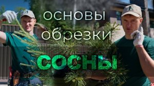 Основы обрезки сосны с Андреем Тихомировым