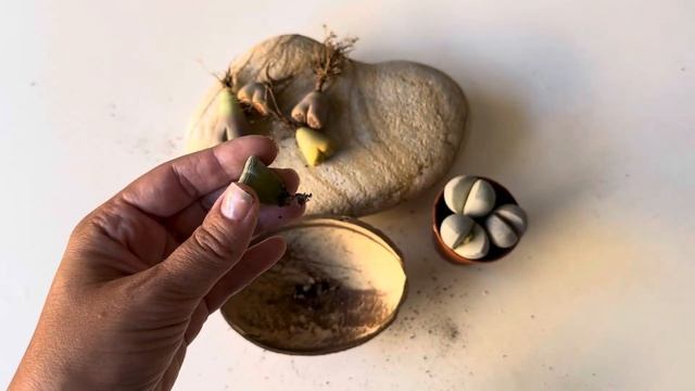 В какой субстрат испанцы сажают Живые Камни. Обзор кор