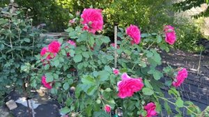 Лучшие Сорта Штамбовых Роз//Розариум Ютерсен!