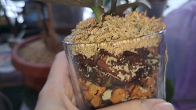 Орхидеи будут цвести!Анаконда от Профара 4890,бабочка 505 смотреть онлайн