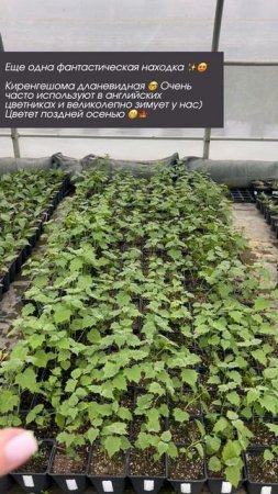 Киренгешома дланевидная 🤓