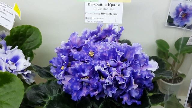 Выставка фиалок в Доме Фиалки с 23.08 по 02.09.24г. #выставка? смотреть онлайн