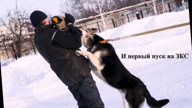 Кобель ВЕО. Валентлайф Цербер Страж Елис-Пант. Фильм н? смотреть онлайн