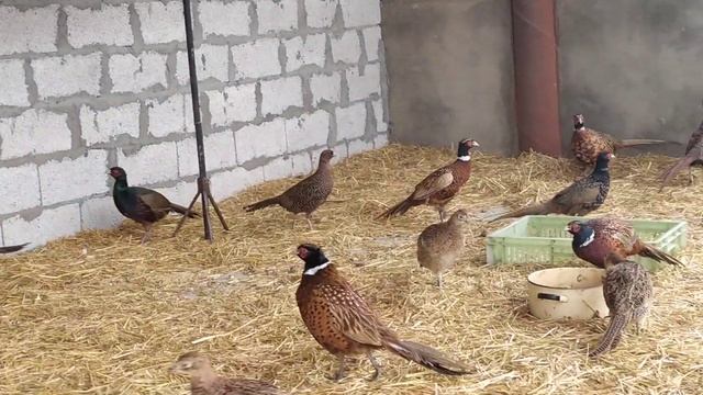 Pheasant,  Фазаны смотреть онлайн
