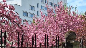 Вы когда-нибудь видели такое?