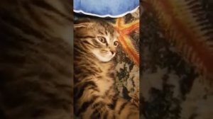 какую дурку?! вы че угараете?