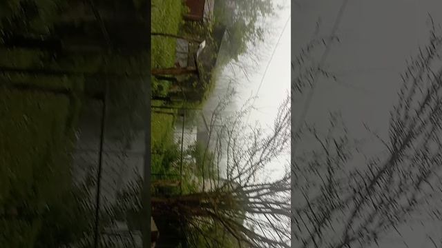 1000029260.mp4  2 часть. Как быстро он растет.