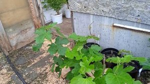 инжир в горшках