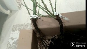 Душа сада питомник для влюблённых в розы! посылка из К?