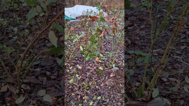 19.11.24.Зимовка роз в Нижегородской области 🌹🌹🌹