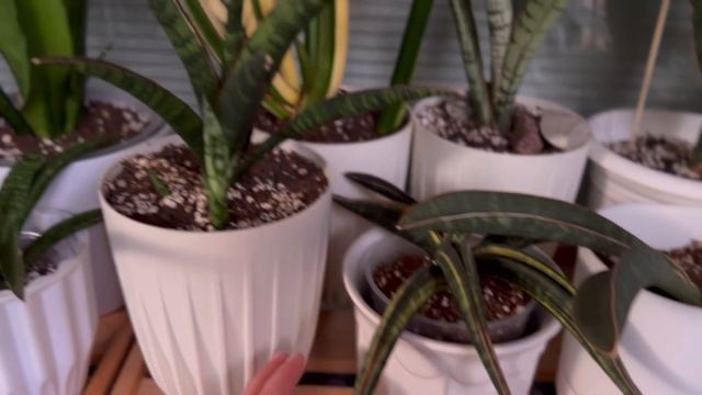 Обзор коллекции санс 💚 2.часть #сансевиерия #sansevieria #са смотреть онлайн