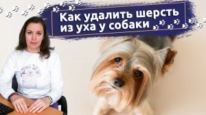 Будни грумммера: Что такое тримминг собак и как он делается