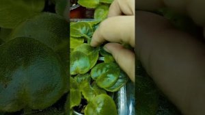 Размножение фиалки листом. Показываю свой опыт