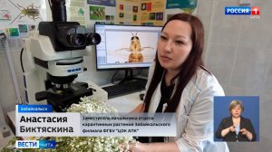 ТВ: Специалисты Забайкальского филиала ЦОК АПК рассказали, как контролируют партии импортных цветов