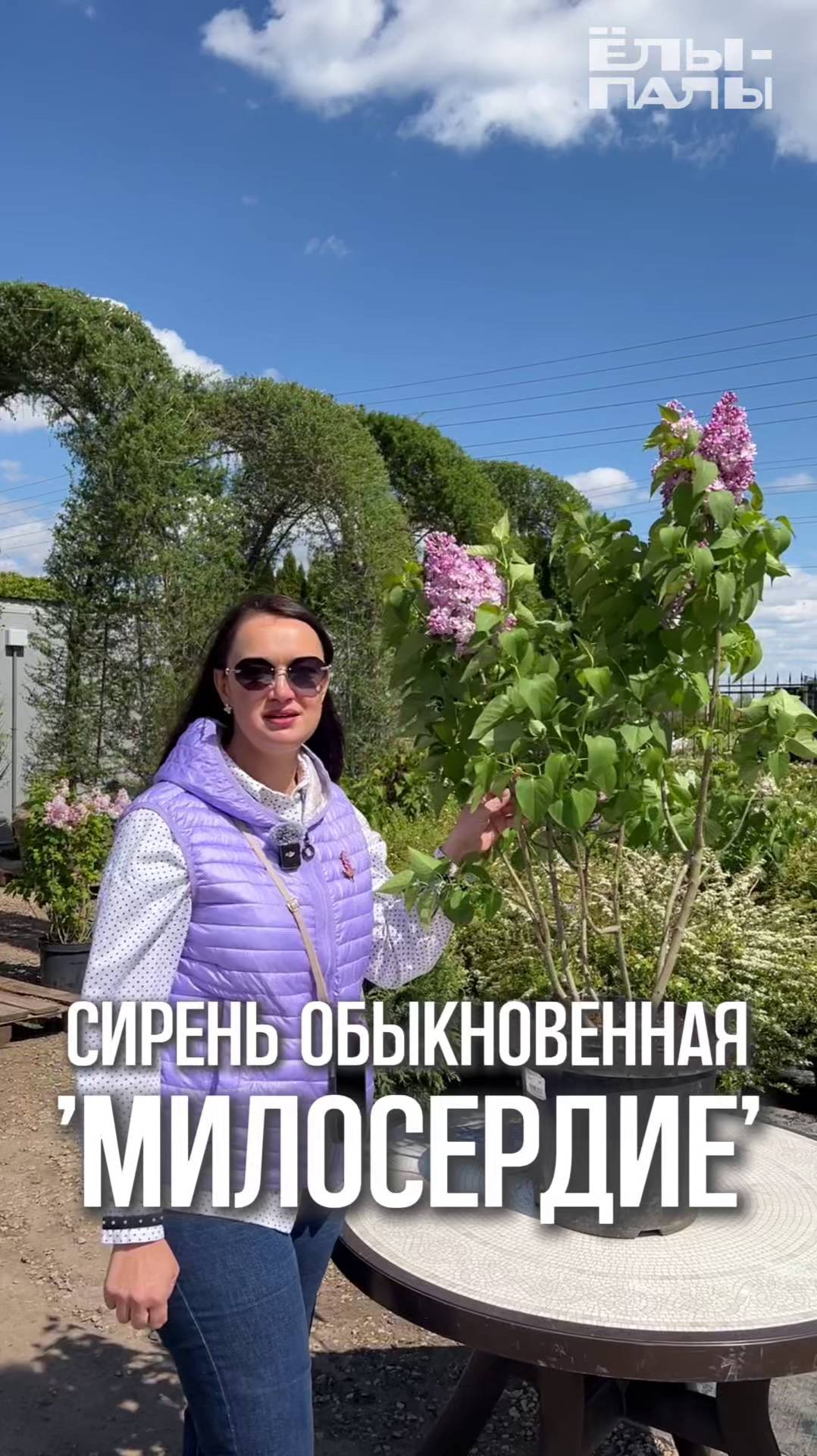 Сирень обыкновенная `Милосердие` РС обзор сорта в питомнике "ЁЛЫ-ПАЛЫ"