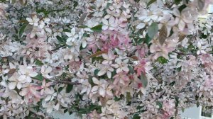 сакура,apple 🍏🍏🍏 tree's and spring flowers 🌼 🌼 🌼 🌼 🌼 🌼 😍 весенние цветы яблони,яблоки