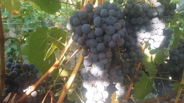 Гурзуфский розовый - устойчивый универсальный сорт ук