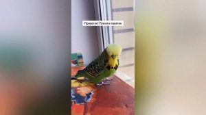 Жёсткие ПРИКОЛЫ. Я ржал до слез, 10 минут Русских приколов 2022. Смешные Видео #60