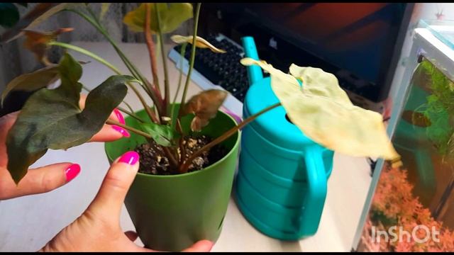 Обрезка сингониума смотреть онлайн