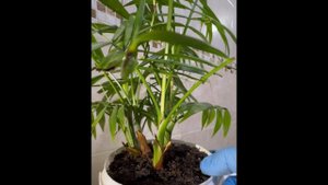 Почему не кустится #Хамедорея?