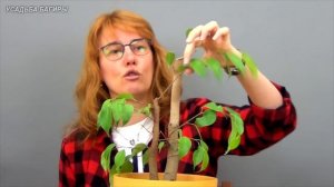 Бонсай из фикуса Бенджамина в стиле Раздвоенный ствол