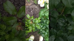 РОЗА 🌸 БЕАТРИС 🌸АНГЛИЙСКАЯ, СРЕЗОЧНАЯ♥ #rose #розы