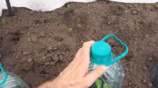 Выращиваю огурцы при помощи пластиковой бутылки