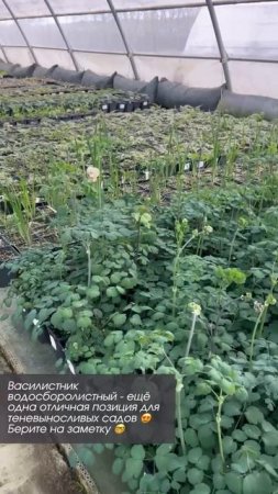 Василистник водосборолистный - ещё одна отличная позиция для теневыносливых садов 😍