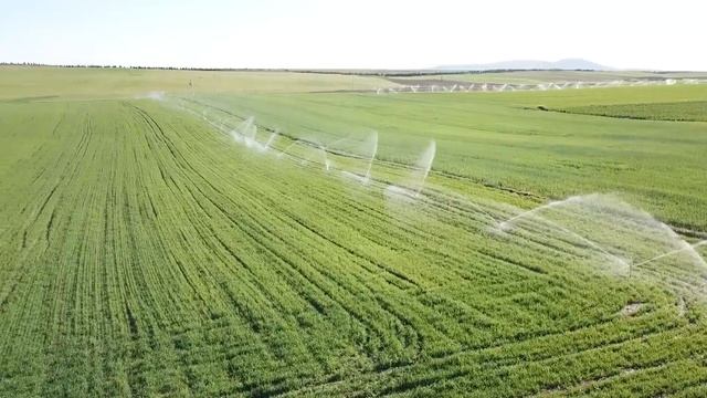 200 adet sprink ile Buğday ve Yulaf sulaması Безостая 100, Albatros смотреть онлайн