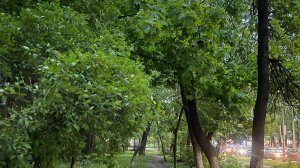 Какое все зелёное…🍀