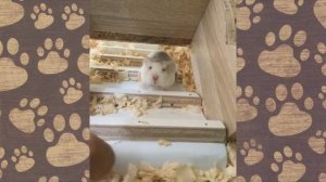 НАСТЯ И ПАПА смешное видео ))) Папа спрятал колбасу! ХОМКИ КАНАЛ!